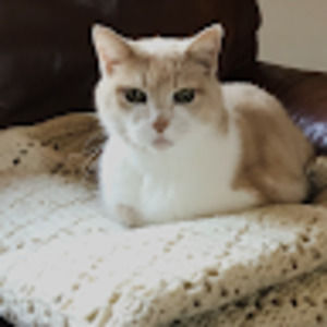 Meet your Posher, Carolyn